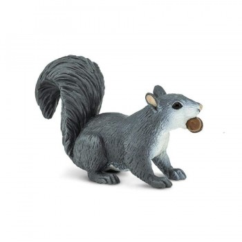 Grey Squirrel - SAFARI.LTD.