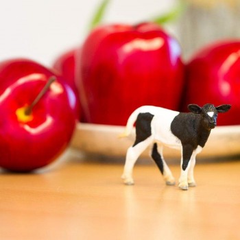 Holstein Calf - SAFARI Ltd.