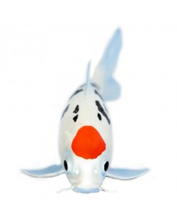 KOI FISH- TANCHO - SAFARI LTD.