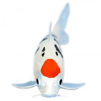 KOI FISH - TANCHO - SAFARI LTD.