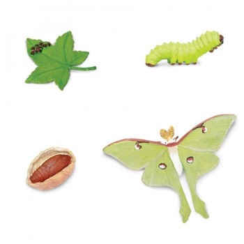 Luna Moth Dzīves Cikls - Safari Ltd.