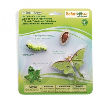 Luna Moth Dzīves Cikls - Safari Ltd.