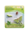 Luna Moth Dzīves Cikls - SAFARI Ltd.