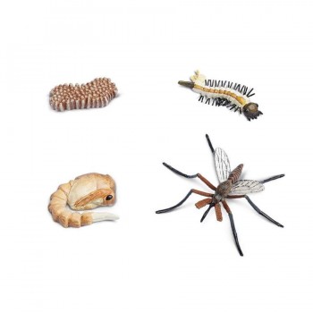 Oda Dzīves Cikls - Safari Ltd.