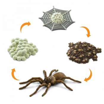 The Life Cycle of a Spider - SAFARI Ltd.