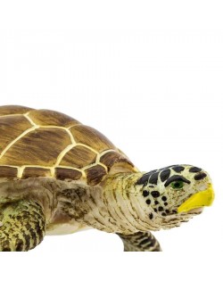 Jūras Bruņurupucis Loggerhead - SAFARI Ltd.