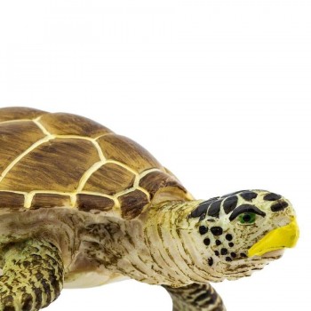 Jūras Bruņurupucis Loggerhead