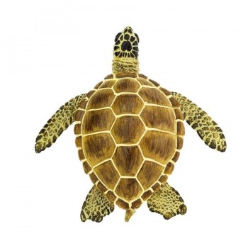 Jūras Bruņurupucis Loggerhead