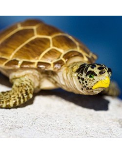 Jūras Bruņurupucis Loggerhead - SAFARI Ltd.