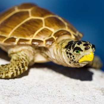 Jūras Bruņurupucis Loggerhead