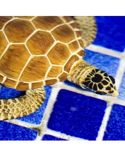 Jūras Bruņurupucis Loggerhead - SAFARI Ltd.
