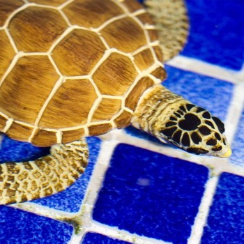 Jūras Bruņurupucis Loggerhead
