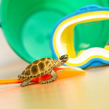 Jūras Bruņurupucis Loggerhead