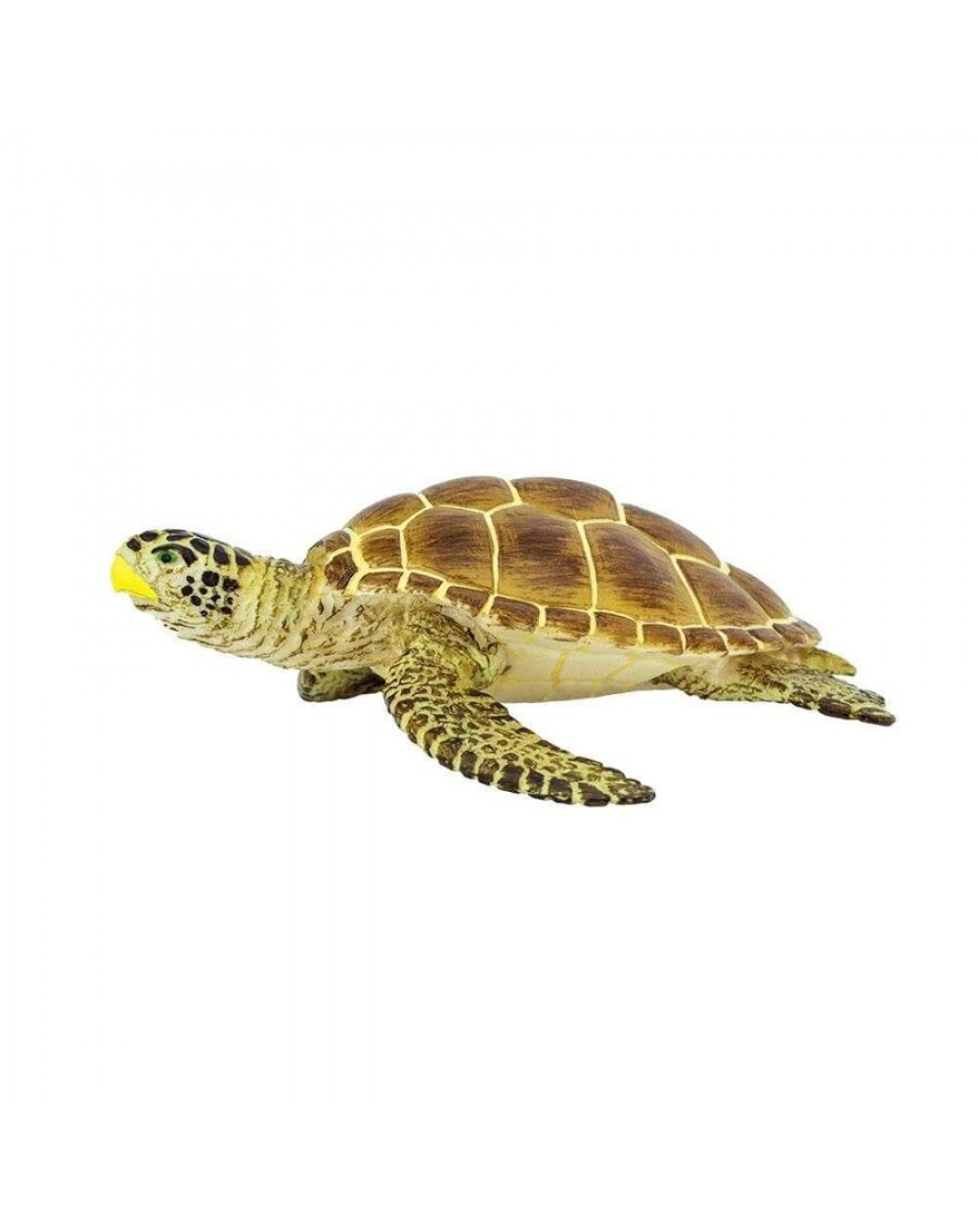 Jūras Bruņurupucis Loggerhead - SAFARI Ltd.