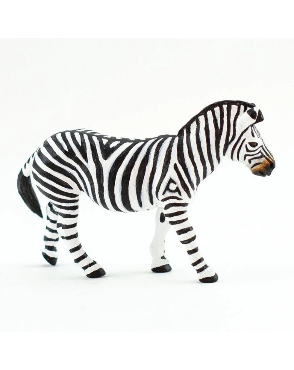 Līdzenumu Zebra - SAFARI Ltd.