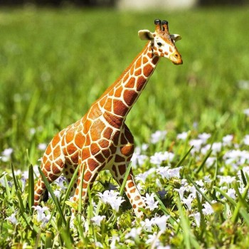 Somali Giraffe - SAFARI Ltd. Somali Giraffe - SAFARI Ltd.