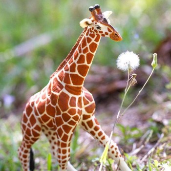 Somali Giraffe - SAFARI Ltd. Somali Giraffe - SAFARI Ltd.
