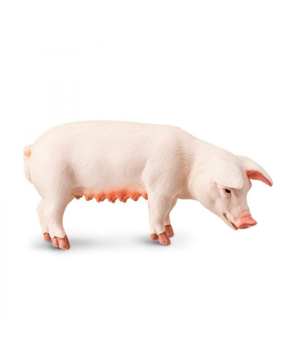 Sivēnmāte - SAFARI Ltd.