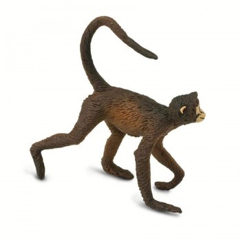 Spider monkey