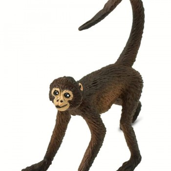 Spider monkey