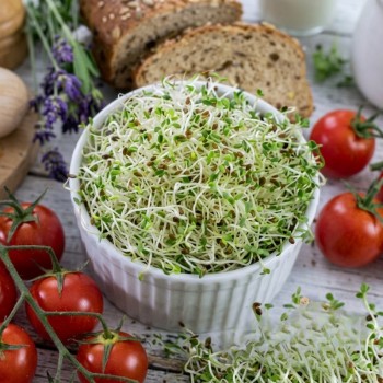 LUCERNAS DĪGSTU SĒKLAS DIEDZĒŠANAI ALFALFA MEDICAGO SATIVA - OUWAKIDS