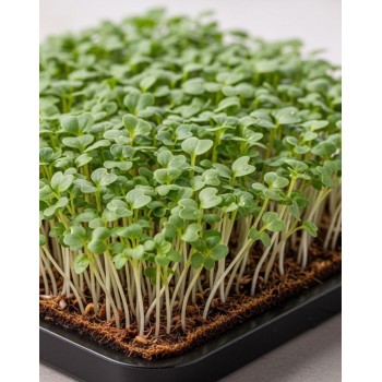 BROCCOLI SEEDS FOR GROWING MICROGREENS RAMOSO CALABRESE - OUWAKIDS