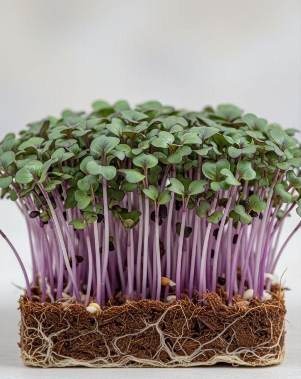 KOLRĀBJI MIKROZAĻUMIEM  SĒKLAS PURPLE VIENNA VIOLET - OUWAKIDS