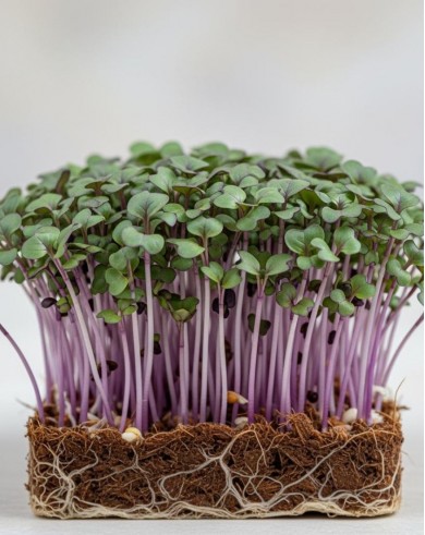 KOLRĀBJI MIKROZAĻUMIEM  SĒKLAS PURPLE VIENNA VIOLET - OUWAKIDS