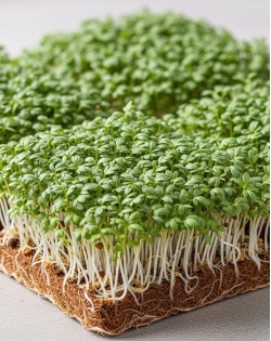 KRESES MIKROZAĻUMIEM SĒKLAS COMMON, PLEIN LEAVED - OUWAKIDS