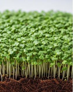 LAPU KĀPOSTU KALĒ CURLY KALE GREEN SĒKLAS MIKROZAĻUMIEM - OUWAKIDS