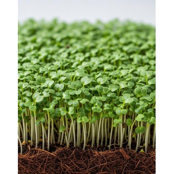 CURLY KALE GREEN SEEDS FOR MICROGREENS - OUWAKIDS CURLY KALE GREEN SEEDS FOR MICROGREENS - OUWAKIDS
