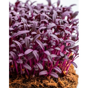 BEET MICROGREEN SEEDS BULLS BLOOD - OUWAKIDS BEET MICROGREEN SEEDS BULLS BLOOD - OUWAKIDS