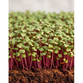 REDĪSI MIKROZAĻUMIEM SĒKLAS ROSE DHIVER DE CHINE WINTER ROSE - OUWAKIDS