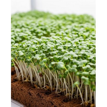 RED DAIKON SEEDS FOR MICROGREENS DAIKON MINO EARLY - OUWAKIDS