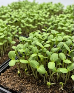 SAULESPUĶES MIKROZAĻUMIEM SĒKLAS SMALL SEED - OUWAKIDS