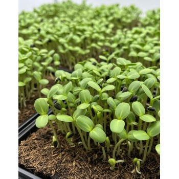 SUNFLOWER SEEDS SMALL SEED - OUWAKIDS