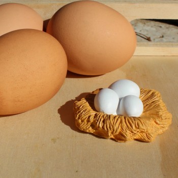 Chicken Life Cycle - SAFARI Ltd. Chicken Life Cycle - SAFARI Ltd.