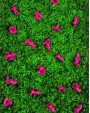 GREEN MEADOW PINK DREAMS, SENSORO ROTAĻU BĀZE - OUWAKIDS