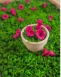 GREEN MEADOW PINK DREAMS, SENSORO ROTAĻU BĀZE - OUWAKIDS