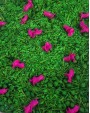 GREEN MEADOW PINK DREAMS, SENSORO ROTAĻU BĀZE - OUWAKIDS